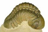 Detailed Reedops Trilobite - Atchana, Morocco #186717-2